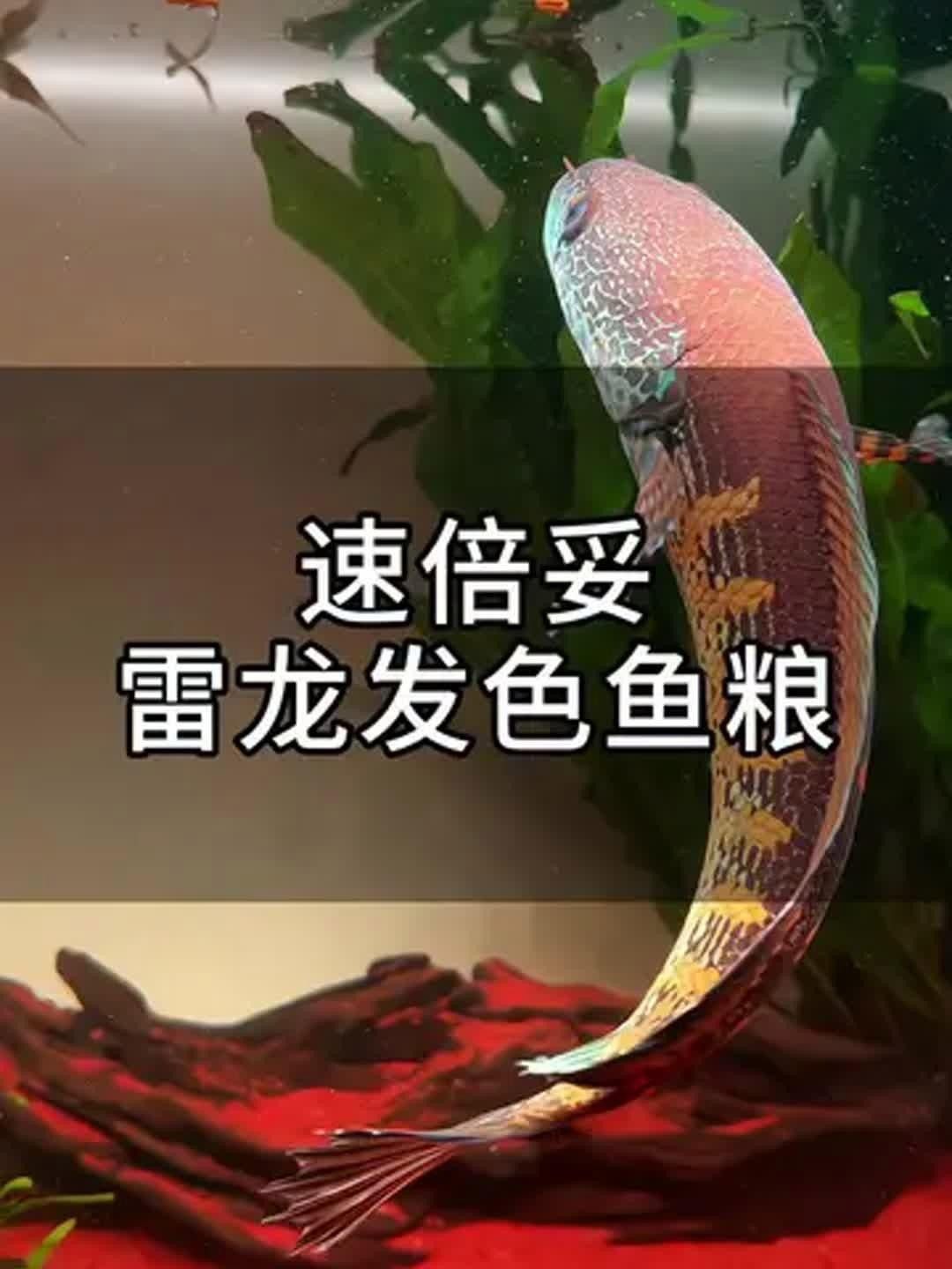 鬼王雷龍魚的食物選擇
