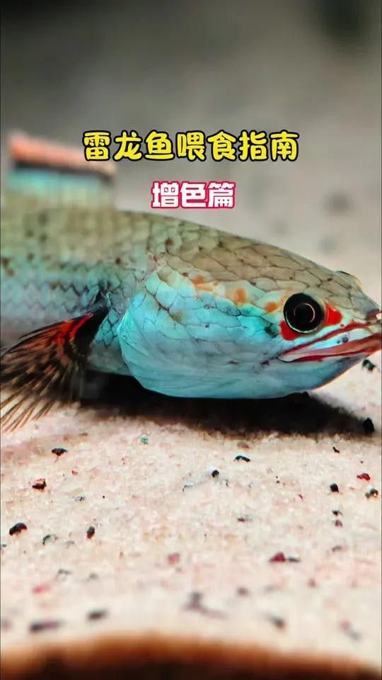 鬼王雷龍魚的食物選擇