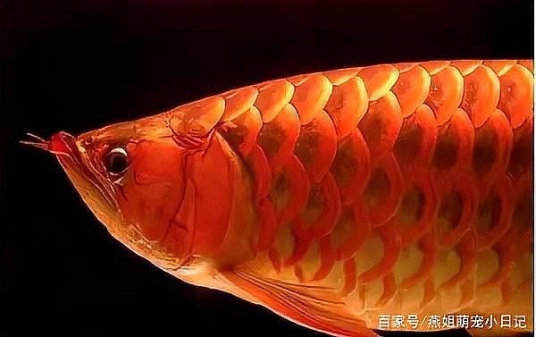 龍魚呼吸急促多久會好轉？ 龍魚呼吸急促多久會好轉？ 龍魚百科 第5張