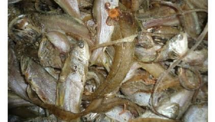 泰龐海鰱與龍魚混養(yǎng)的飼料選擇：泰龐海鰱與龍魚混養(yǎng)的飼料選擇建議