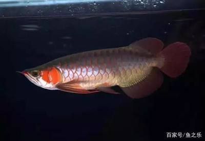 龍魚(yú)兜嘴什么原因：龍魚(yú)兜嘴是怎么回事 龍魚(yú)兜嘴什么原因：龍魚(yú)兜嘴是怎么回事 龍魚(yú)百科 第1張