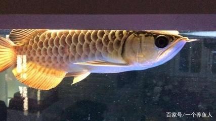 龍魚(yú)兜嘴什么原因：龍魚(yú)兜嘴是怎么回事 龍魚(yú)兜嘴什么原因：龍魚(yú)兜嘴是怎么回事 龍魚(yú)百科 第4張
