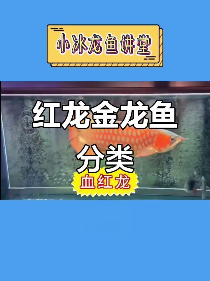 如何區(qū)分紅龍魚和金龍魚？