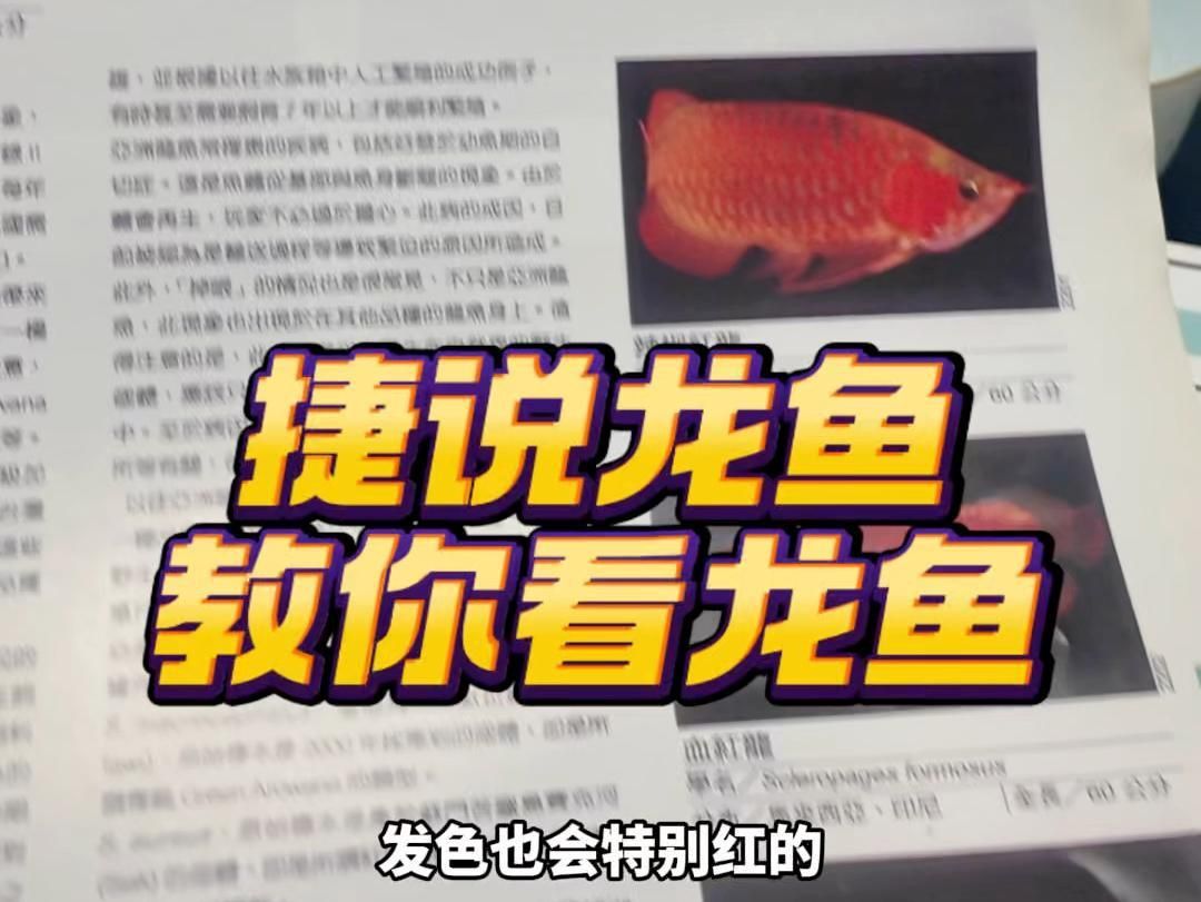 如何區(qū)分紅龍魚和金龍魚？