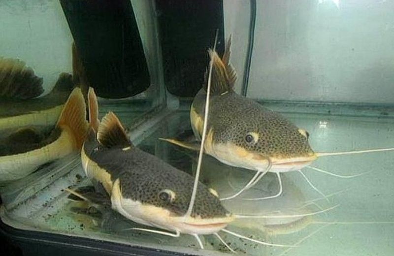 龍魚和貓共養(yǎng)需要多大的空間？