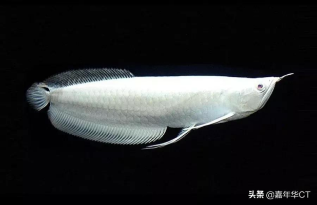 中國最貴的10種觀賞魚