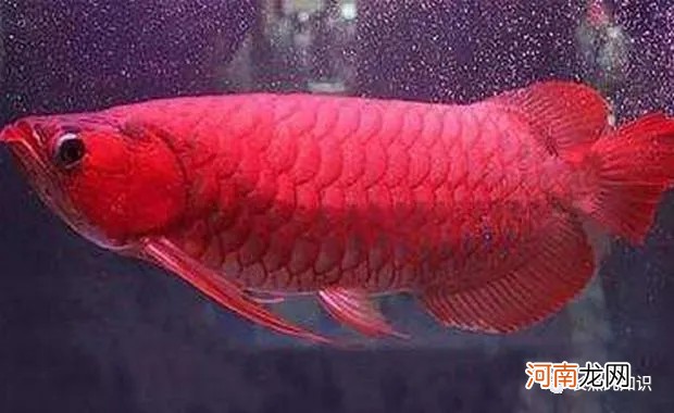 中國最貴的10種觀賞魚