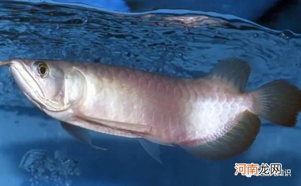 中國最貴的10種觀賞魚