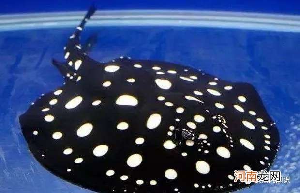中國最貴的10種觀賞魚