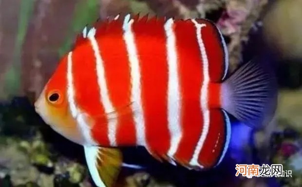 中國最貴的10種觀賞魚