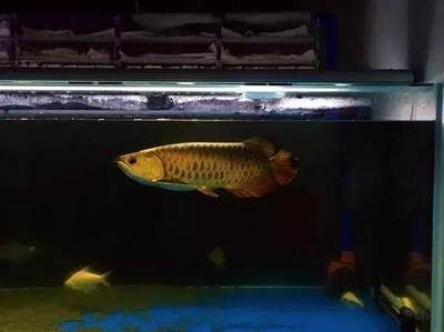 養(yǎng)龍魚要注意哪些事項和禁忌：養(yǎng)龍魚的飼養(yǎng)需要注意的事項和禁忌和禁忌和禁忌和禁忌 養(yǎng)龍魚要注意哪些事項和禁忌：養(yǎng)龍魚的飼養(yǎng)需要注意的事項和禁忌和禁忌和禁忌和禁忌 龍魚百科 第3張