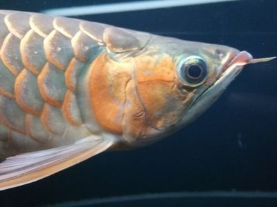 龍魚兜嘴手術后喂食時間（龍魚兜嘴手術后的喂食時間） 龍魚兜嘴手術后喂食時間（龍魚兜嘴手術后的喂食時間） 龍魚百科