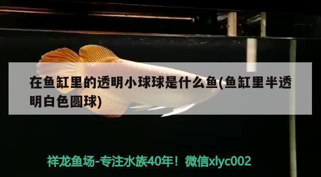 青龍魚的營養(yǎng)價(jià)值有哪些呢：鈣和磷元素,青龍魚適宜哪些人群食用青龍魚的烹飪方法有哪些