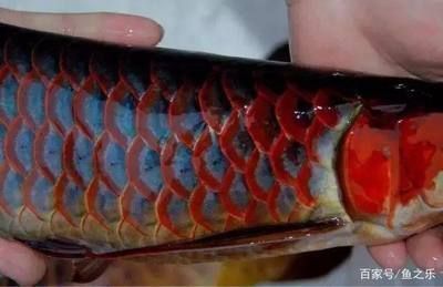 紅龍魚(yú)的正確飼養(yǎng)方法大全視頻教學(xué)圖片高清大圖（紅龍魚(yú)的飼養(yǎng)方法講解視頻）