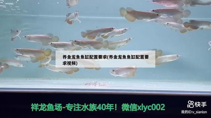 龍魚缸配置要求標準：飼養龍魚需要特別注意魚缸的配置