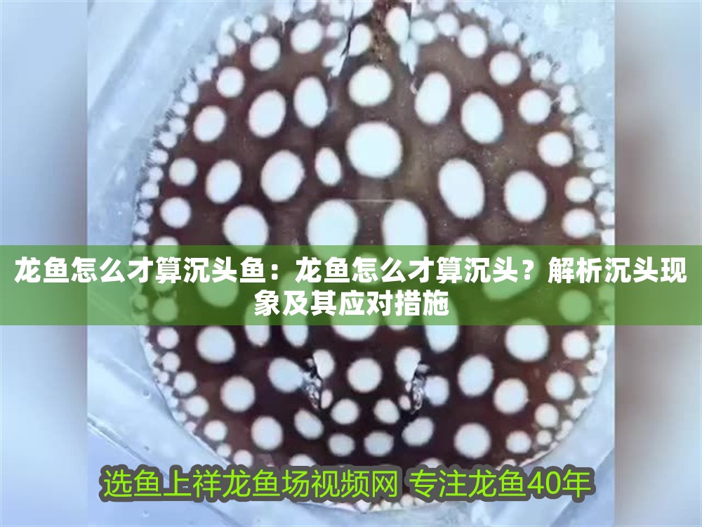 龍魚怎么才算沉頭魚：龍魚怎么才算沉頭？解析沉頭現象及其應對措施