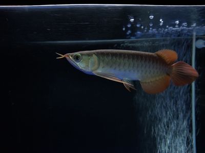 龍魚須子發黑的原因和處理方法：龍魚須子發黑是具體的原因和處理方法和處理方法和處理方法