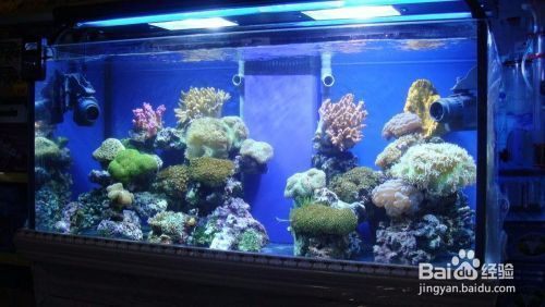 魚缸擺放在客廳什么位置最佳呢圖片（客廳魚缸擺放吉位查詢魚缸與家具搭配指南）