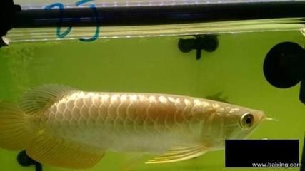 小金頭金龍魚：關于小金頭金龍魚的飼養知識