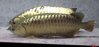 龍魚帶給人類“財(cái)富和好運(yùn)”，卻給自己招來瀕危的厄運(yùn)