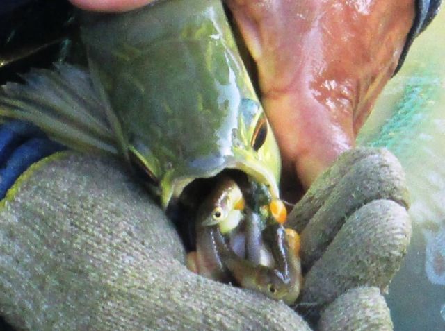 龍魚帶給人類“財(cái)富和好運(yùn)”，卻給自己招來瀕危的厄運(yùn)