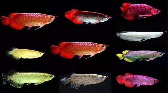 龍魚帶給人類“財(cái)富和好運(yùn)”，卻給自己招來瀕危的厄運(yùn)