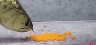 龍魚帶給人類“財(cái)富和好運(yùn)”，卻給自己招來瀕危的厄運(yùn)