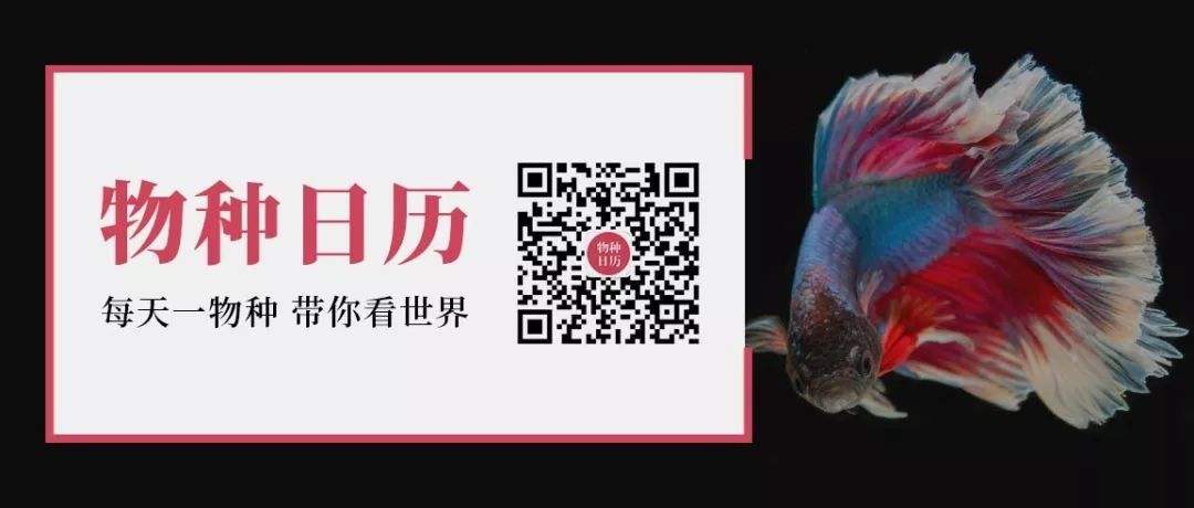 龍魚帶給人類“財(cái)富和好運(yùn)”，卻給自己招來瀕危的厄運(yùn)