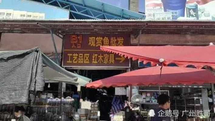 觀賞魚市場價格對比分析：觀賞魚價格對比分析