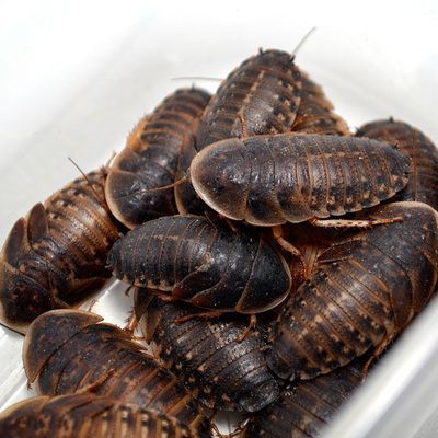 龍魚被認為非常喜歡吃蟑螂：龍魚可以吃蟑螂嗎