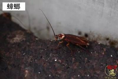 龍魚被認為非常喜歡吃蟑螂：龍魚可以吃蟑螂嗎