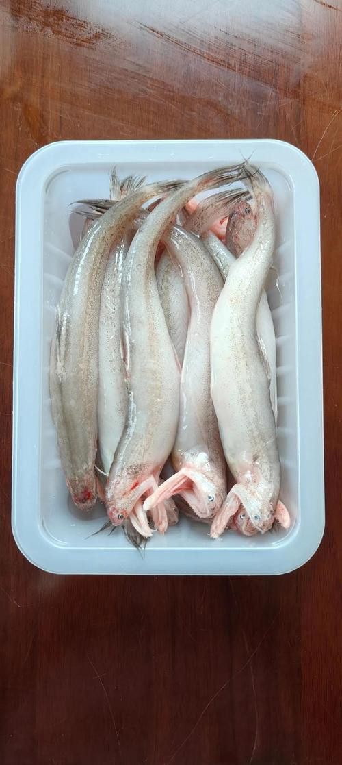 海鮮小龍魚是什么魚圖片