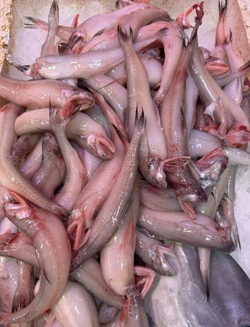 海鮮小龍魚是什么魚圖片