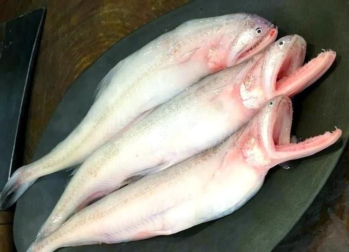 海鮮小龍魚是什么魚圖片