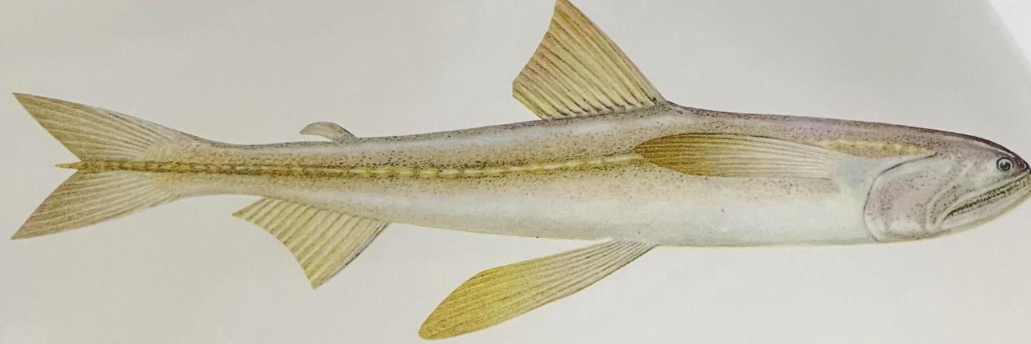海鮮小龍魚是什么魚圖片