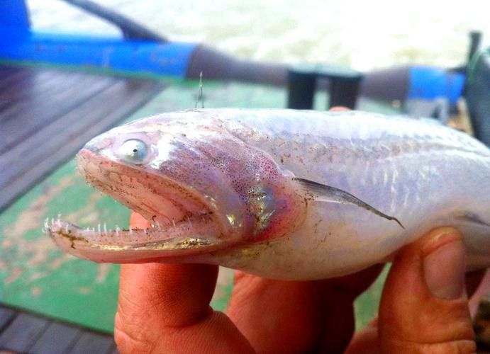 海鮮小龍魚是什么魚圖片