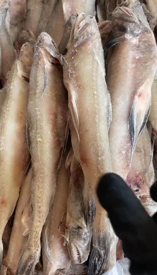 海鮮小龍魚是什么魚圖片