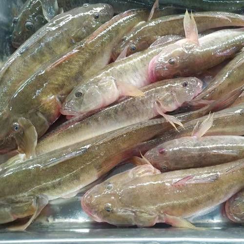 海鮮小龍魚是什么魚圖片