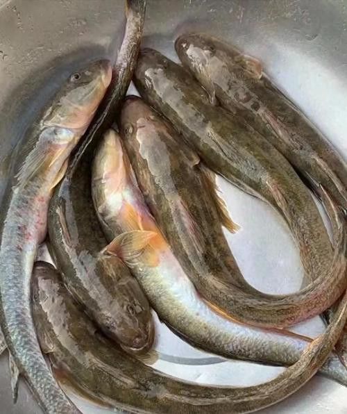 海鮮小龍魚是什么魚圖片