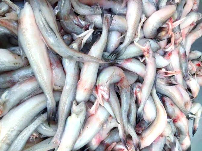海鮮小龍魚是什么魚圖片