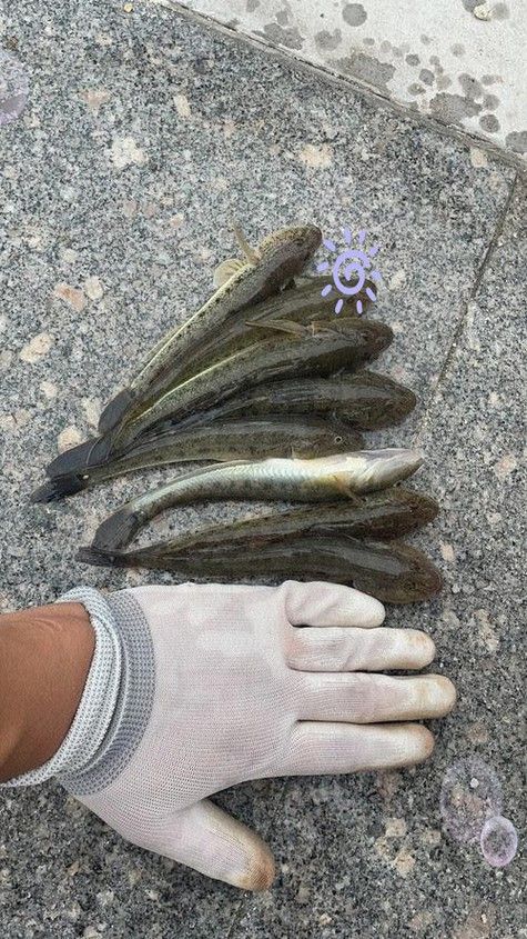 海鮮小龍魚是什么魚圖片