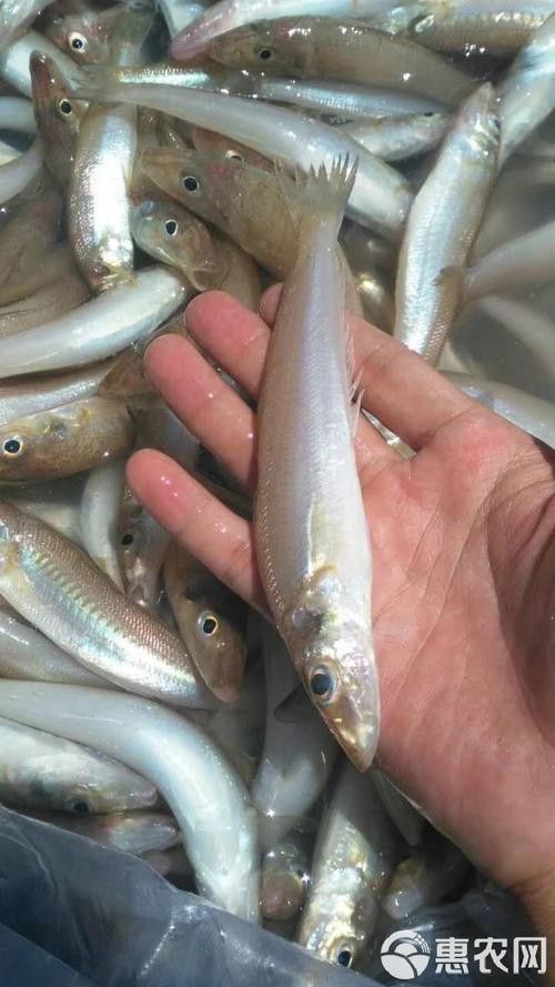 海鮮小龍魚是什么魚圖片