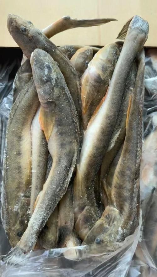 海鮮小龍魚是什么魚圖片