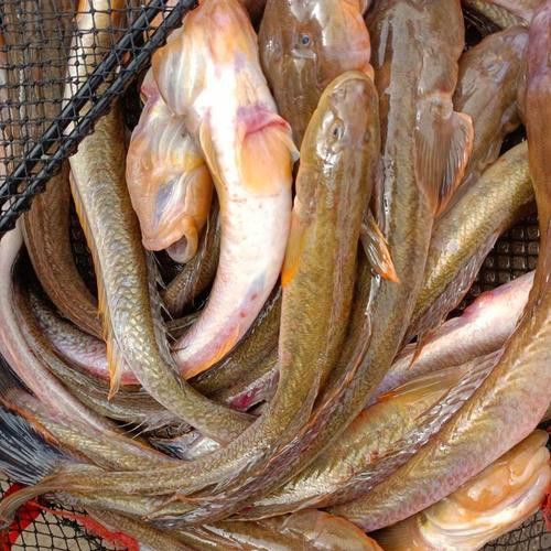 海鮮小龍魚是什么魚圖片