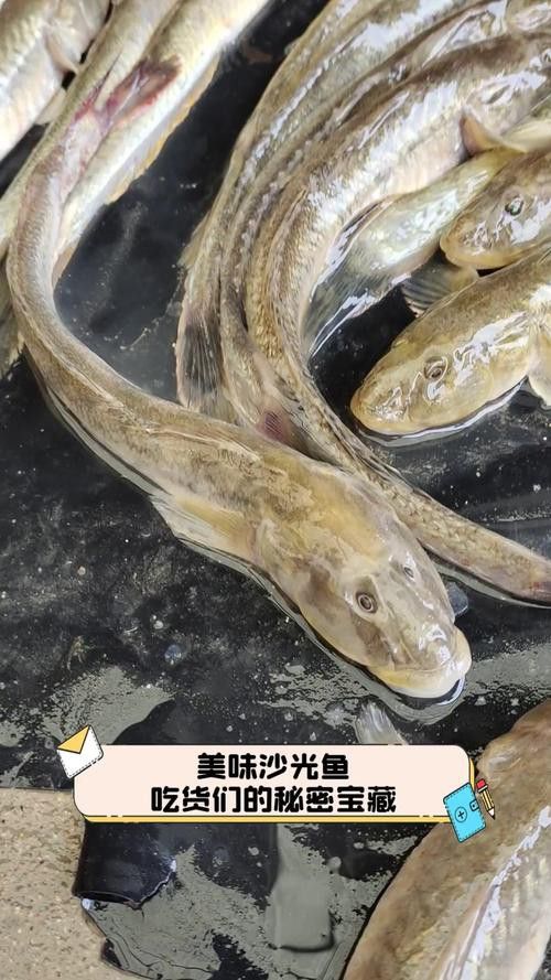 海鮮小龍魚是什么魚圖片