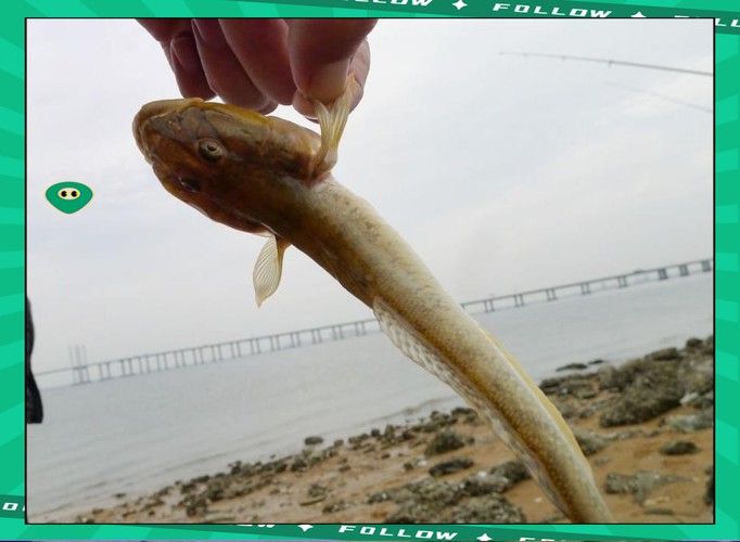 海鮮小龍魚是什么魚圖片