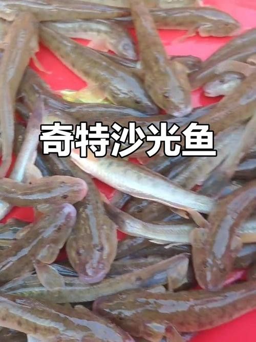 海鮮小龍魚是什么魚圖片