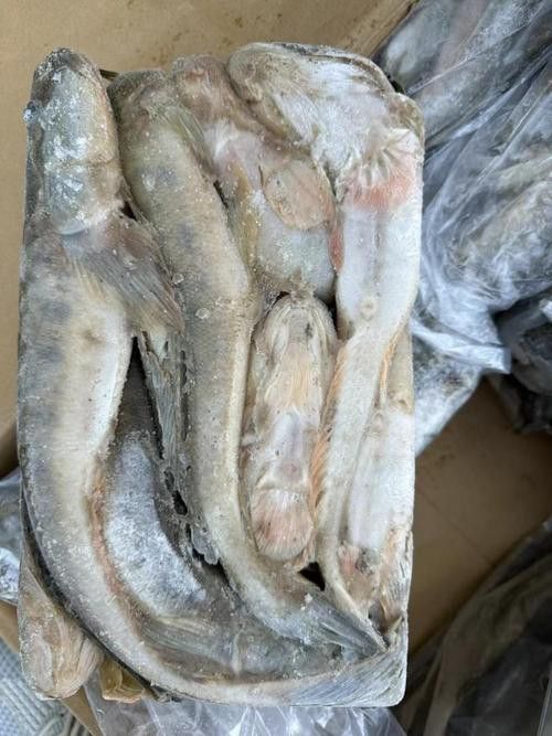 海鮮小龍魚是什么魚圖片