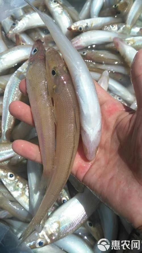 海鮮小龍魚是什么魚圖片