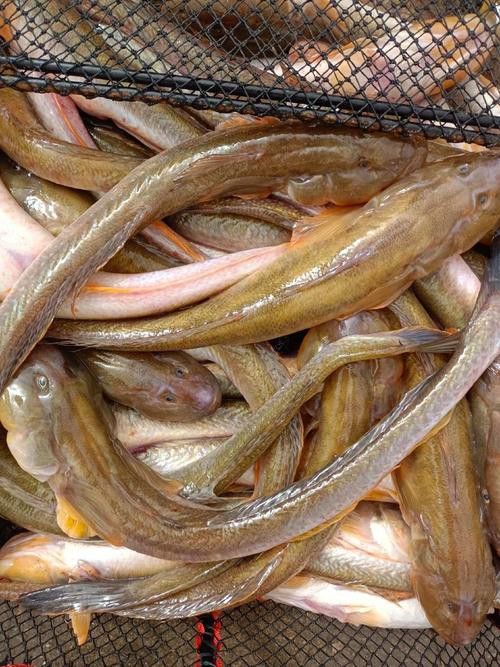 海鮮小龍魚是什么魚圖片